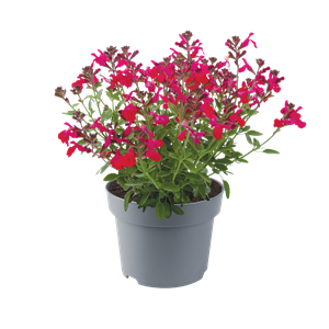 Bild von EJ Salvia P19 Mirage greggi Hot pink
